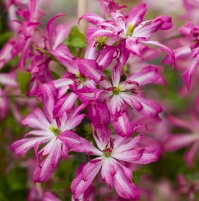 Mežvītenis 'Glorious Surprise'